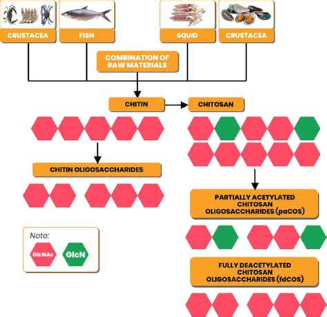 extracting chitosan from raw material